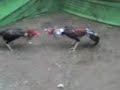 image Ayam Sabung Sikuya Jawara Si Cepot Anak Atret Hitam