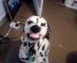 Best Dalmatian Smile
