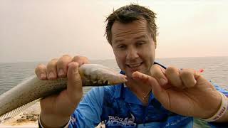 Ifish Catch & Cook Whiting, Squid And Scallops