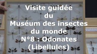 Visite Guidée Du Muséum Des Insectes Du Monde N 8 Odonates