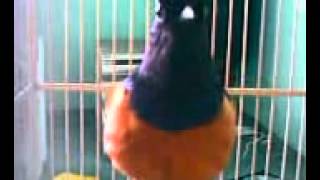 suara burung Murai ceram..(denak)
