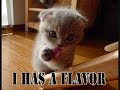 lolcats