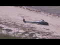 Raw: Whales Stranded in Everglades Nat'l Park