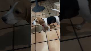 4 Month Beagle Girl