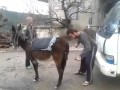 Kshu kallet Gomari (www.tetovasot.com)