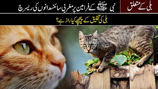 The Great Mystery About Why Cats Were Created I Cats In Islam: The Sunnah & Blessings