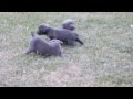 Cane Corso Puppies For Sale