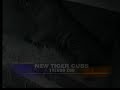 Amur tiger cubs born at Toledo Zoo