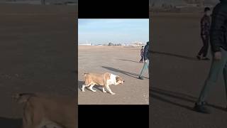 Есть Желающие Alabay Dog