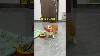 As The Saying Goes, The Bad Guys Fart, The Tigress, Your Dog, The Cute Pet Debut Plan, The Confu