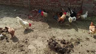 Hen Fighting Hen Fight Aseel Hen Fight Song Murgo Ki Video Aseel Murga Hen Fighting Scene