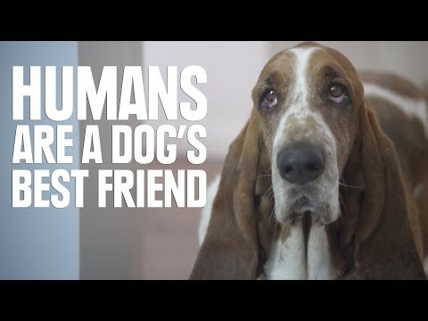 Humans Are A Dog's Best Friend Humans Are A Dog's Best Friend klip izle