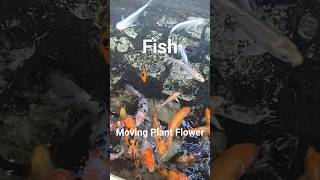 Seeing The Fish And The Moving Plants Flowers