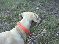 Hog Dog Training Blackmouth Cur