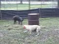 Hog Dog Training Blackmouth Cur