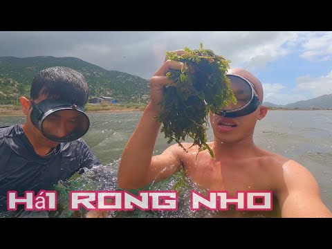 1 NGÀY ĐI HÁI RONG NHO,BẮT HẢI SẢN NẤU ĂN TẠI CHỔ| CUỘC SỐNG NƠI QUÊ NHÀ