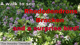 Rhododendrons, Bracken and a surprise bird