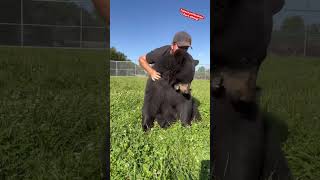 Dont Tickle Fight A Bear