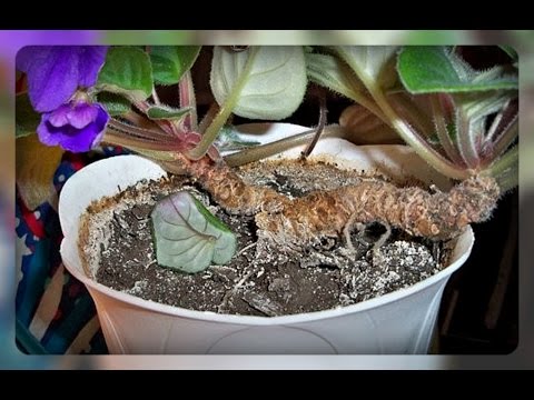 Опыление фиалок в домашних условиях 825