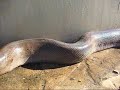 Huge anaconda attacks me