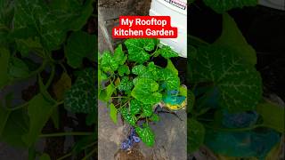 Rooftop Kitchen Garden