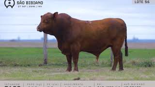 LOTE 56 - TOUROS BRANGUS - LEILÃO VIRTUAL SÃO BIBIANO 2020