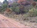Caza Mayor en Zaragoza. Jabalí. Chasse au sanglier. Wild boar hunting with dogs
