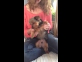 Duke the dancing dog