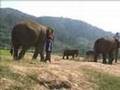 Mahout Classification Of Mahouts | RM. Mahout Classification Of Mahouts | RM.