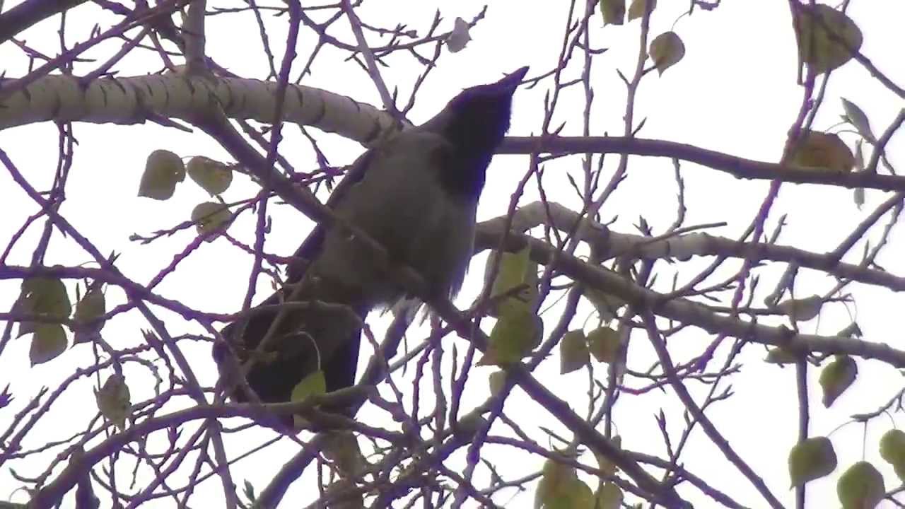 скачать вороны карканье