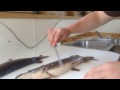 Fillet a Northern Pike How to Ely Minnesota Timber Trail Lodge