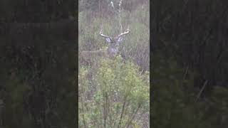 Red eye hunt in Louisiana! #realtreeroadtrips #realtree365 #realtree #monsterbucks