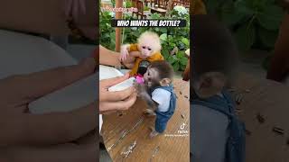 Baby Monkey Fight