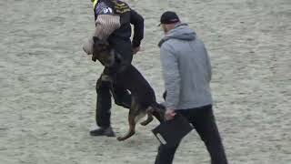 2022 Igp Cact Russia Okhotnikova Irina And Dark Fury Fortuna Fortis Gsd C Dis