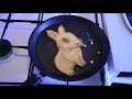 My pancake pets (pancake art)