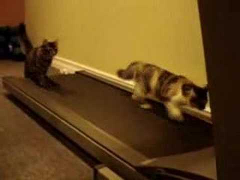 Cat On Treadmill