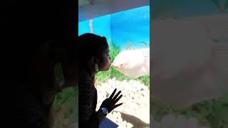 Sona Kissing Piranha Fish
