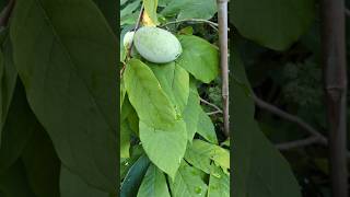 The Weirdest Fruit In My Garden - Paw Paw Fruit
