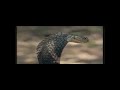 mongoose