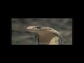 mongoose