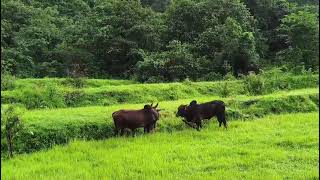 पह बलच झज तमह अश झज पहल नसल झज फपळयच मर,अडवळ,पलदपर