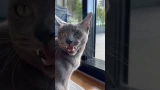 A Russian Blue Cat Talking When See A Bird. Yab Yab Meow
