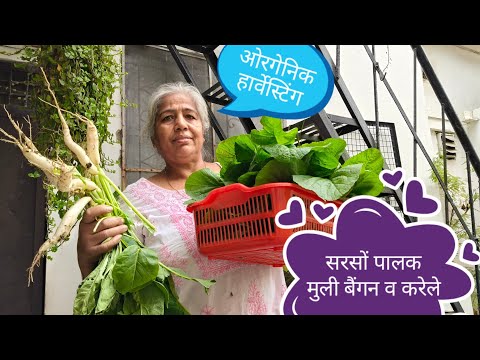 Fresh Organic Harvesting Vegetables with Garden Updates 🌿🌿🍆🍆🥬 Fresh Organic Harvesting Vegetables with Garden Updates 🌿🌿🍆🍆🥬