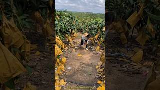Chinas Amazing New Mango