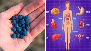 7 Proven Health Benefits of Blueberries 7 Proven Health Benefits of Blueberries