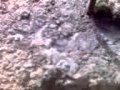 gusano venenoso
