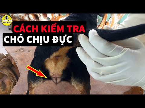 Cách Kiểm Tra Chó CÁI Chịu ĐỰC Để Phối Giống Được Đậu Nhiều Con Nhất | Thánh Toàn Pet Dogs