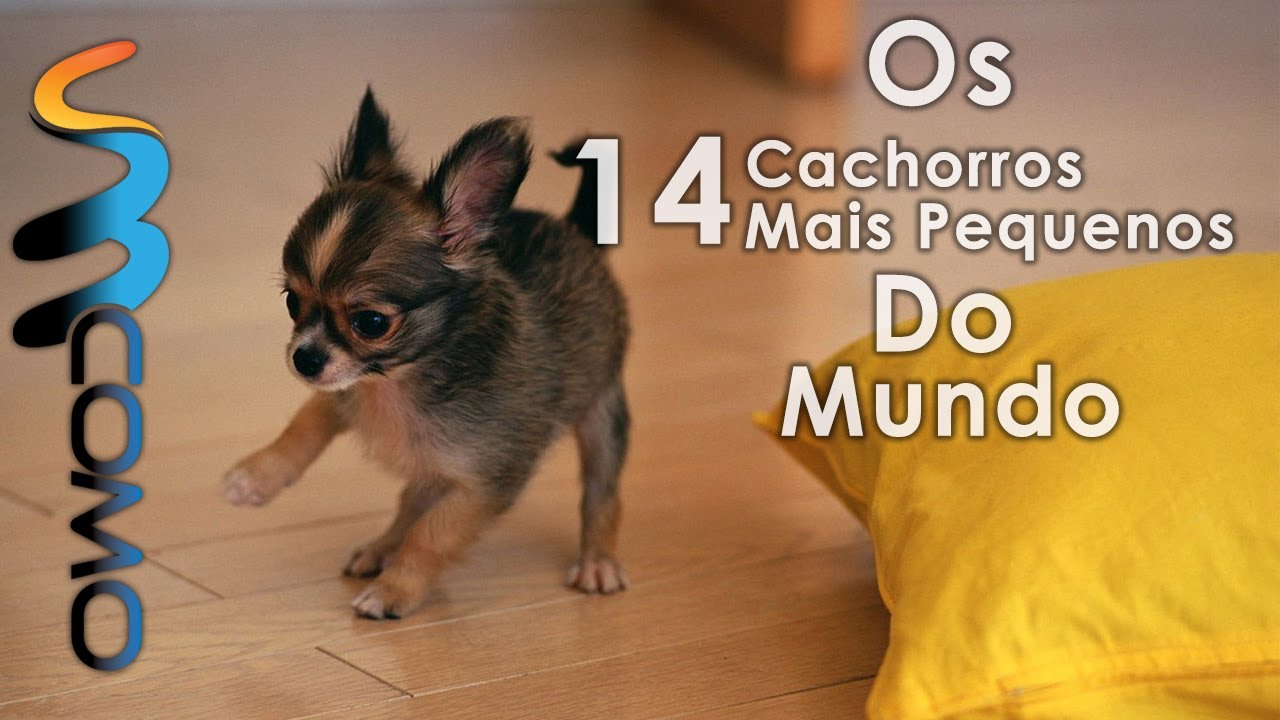 Pornografia livre com um pequeno pênis