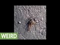 Alien-like parasites emerge from dead cricket