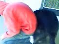 Animals Mating With Humans Funny images Animals Mating With Humans Funny
